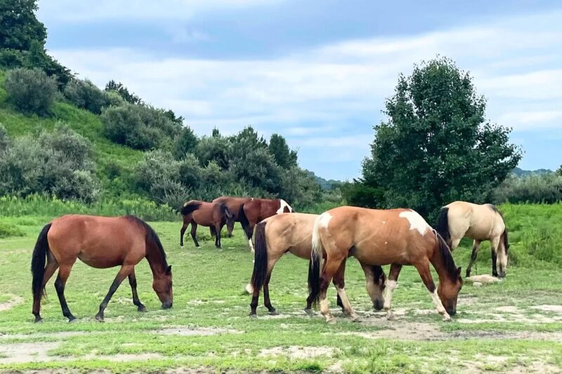 Under $180K in Kentucky: 100-Acre Mountain Sanctuary with 1,637-Ft Plateau