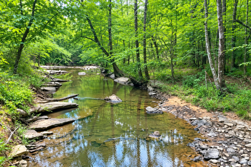 Under $155K: 32-Acre Alabama Wilderness Retreat with Live Creek Frontage in Warrior