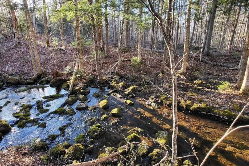 $69.9K Maine Cedar Log Cabin: 19.2 Acres in Oakfield