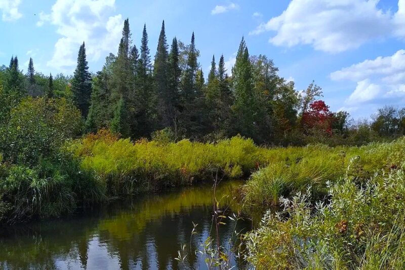 $138,900 Minnesota Homestead & Hunting Sanctuary: 37.73-Acre Land Analysis in Sandstone, MN (56723 Duncan Rd)